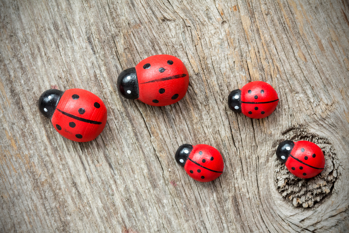 Ladybugs Family